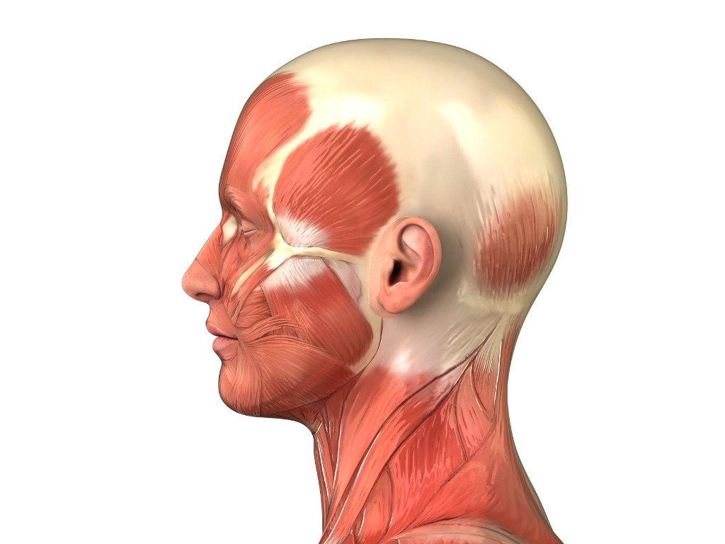 Kopfmuskulatur Anatomie Mann seite